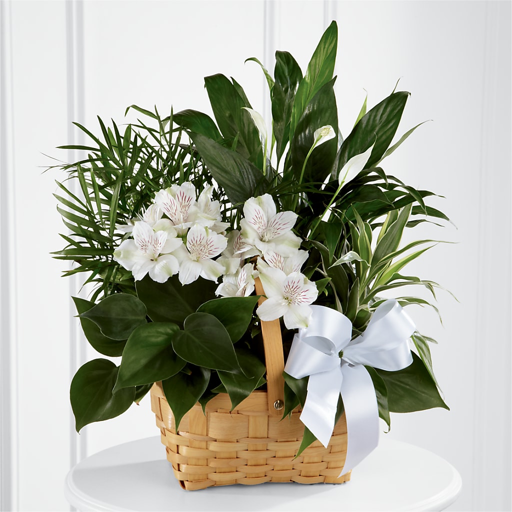 Peace & Serenity Dishgarden – YOUNG'S GREENHOUSE & FLOWER SHOP, Fort Wayne IN