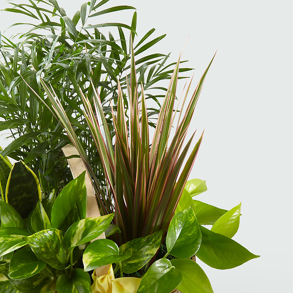 French Garden – YOUNG'S GREENHOUSE & FLOWER SHOP, Fort Wayne IN