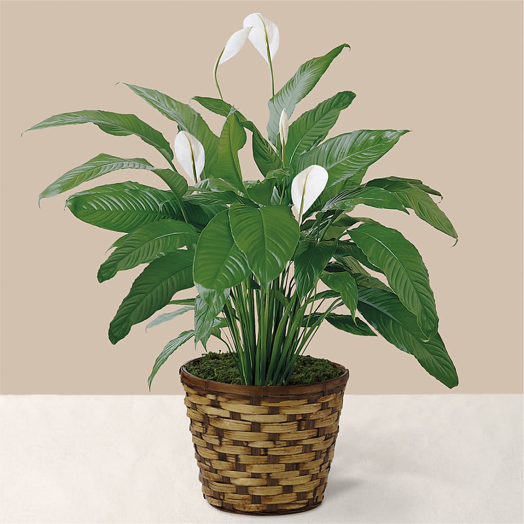 Tranquil Moments Peace Lily Plant – YOUNG'S GREENHOUSE & FLOWER SHOP, Fort Wayne IN