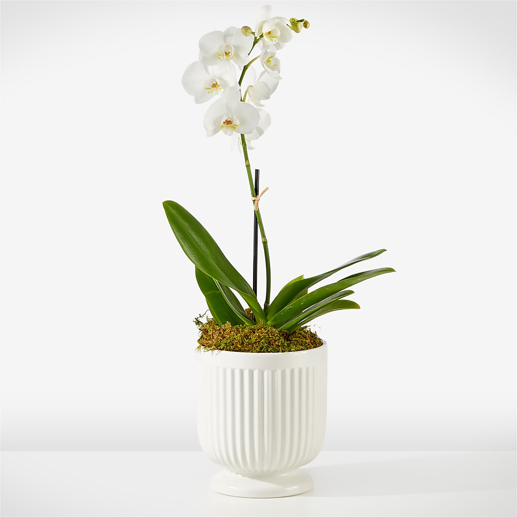 Whispering White Orchid – YOUNG'S GREENHOUSE & FLOWER SHOP, Fort Wayne IN