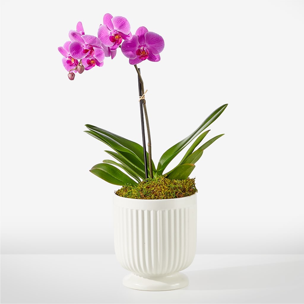 Friendly Fuchsia Orchid – YOUNG'S GREENHOUSE & FLOWER SHOP, Fort Wayne IN