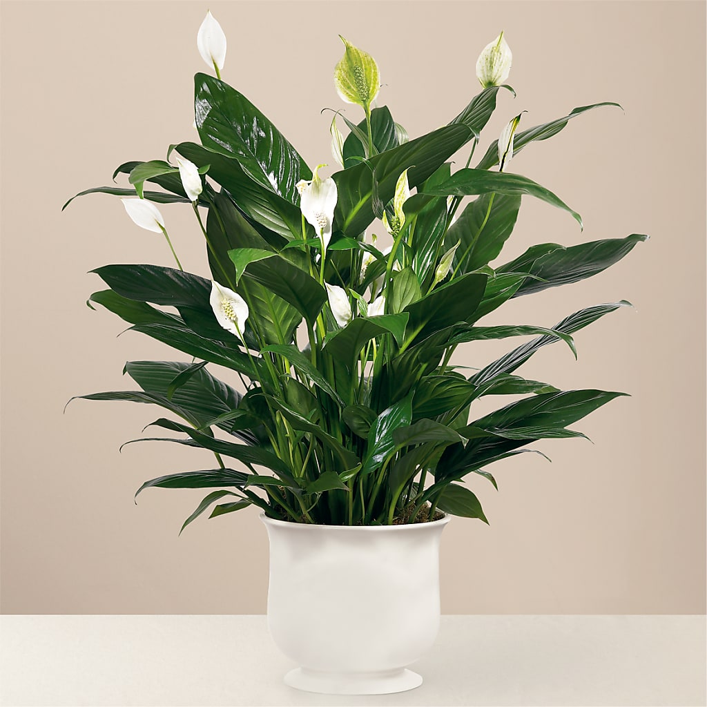 Comfort Planter – YOUNG'S GREENHOUSE & FLOWER SHOP, Fort Wayne IN