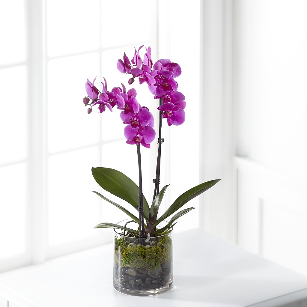 Pink Orchid Plant – YOUNG'S GREENHOUSE & FLOWER SHOP, Fort Wayne IN