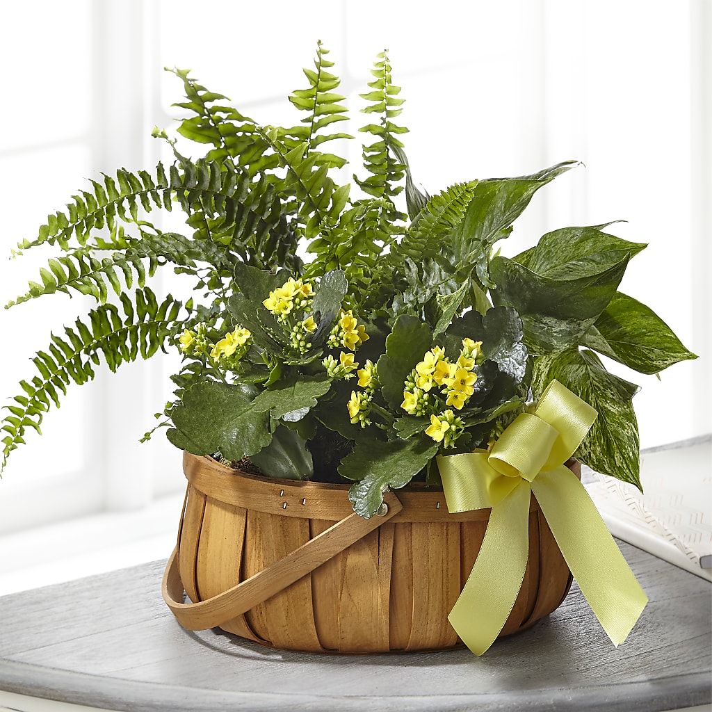 Always Dear Dishgarden – YOUNG'S GREENHOUSE & FLOWER SHOP, Fort Wayne IN