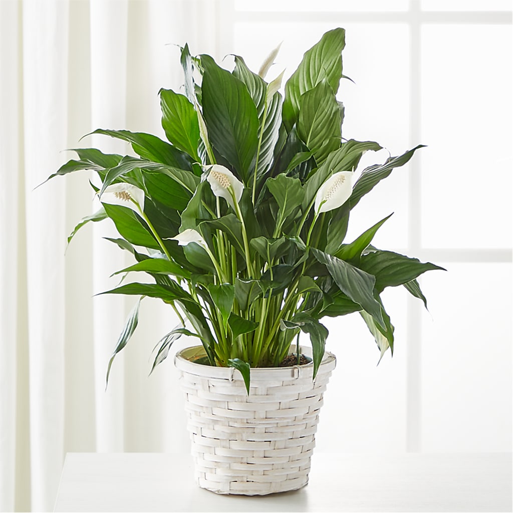 A New Leaf Peace Lily – YOUNG'S GREENHOUSE & FLOWER SHOP, Fort Wayne IN