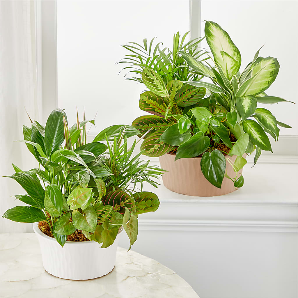 Balance & Harmony Dishgarden – YOUNG'S GREENHOUSE & FLOWER SHOP, Fort Wayne IN
