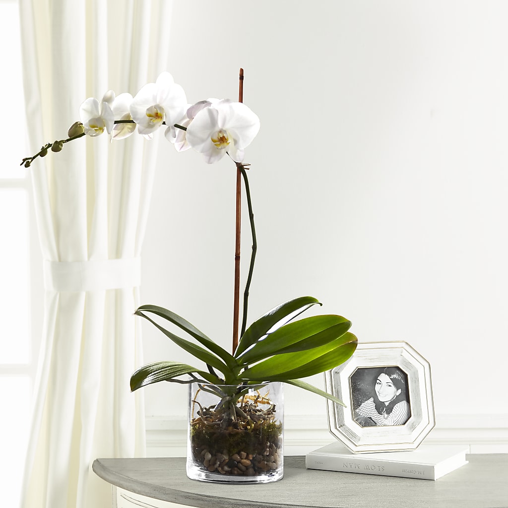 White Orchid Planter – YOUNG'S GREENHOUSE & FLOWER SHOP, Fort Wayne IN