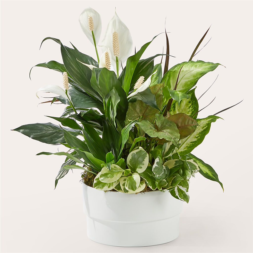 Radiating Positivity Dishgarden – YOUNG'S GREENHOUSE & FLOWER SHOP, Fort Wayne IN