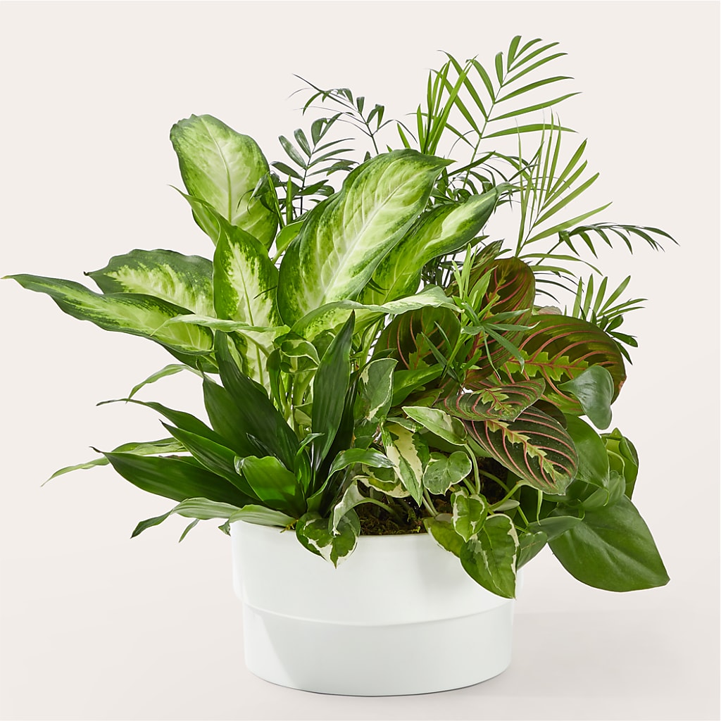 Radiating Positivity Dishgarden – YOUNG'S GREENHOUSE & FLOWER SHOP, Fort Wayne IN