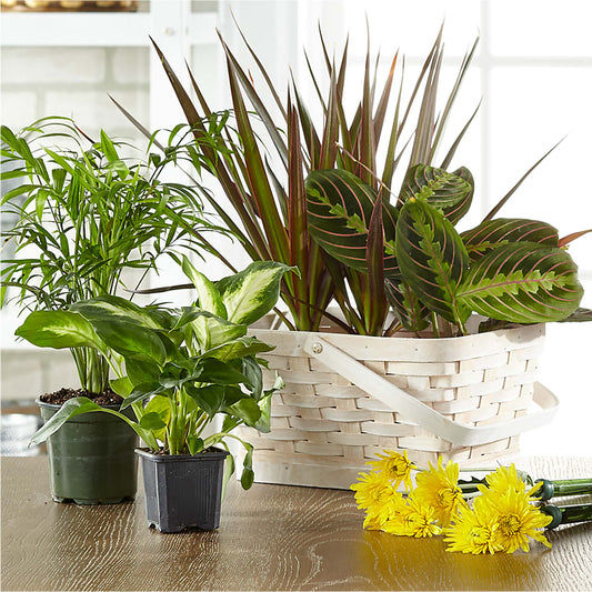 Florist Designed Blooming and Green Plants in a Basket – YOUNG'S GREENHOUSE & FLOWER SHOP, Fort Wayne IN