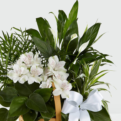 Peace & Serenity Dishgarden – YOUNG'S GREENHOUSE & FLOWER SHOP, Fort Wayne IN