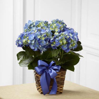 Blue Hydrangea Planter – YOUNG'S GREENHOUSE & FLOWER SHOP, Fort Wayne IN