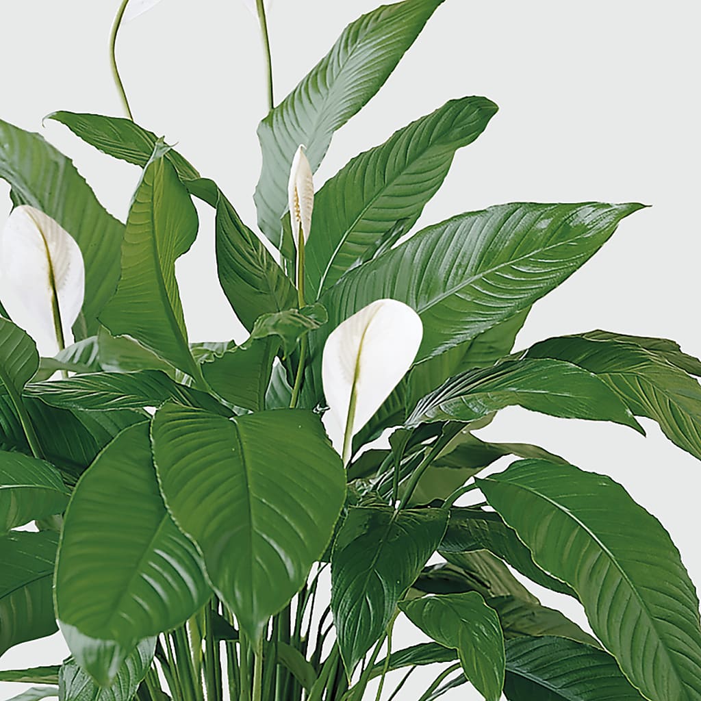Tranquil Moments Peace Lily Plant – YOUNG'S GREENHOUSE & FLOWER SHOP, Fort Wayne IN