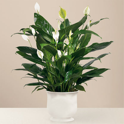 Comfort Planter – YOUNG'S GREENHOUSE & FLOWER SHOP, Fort Wayne IN