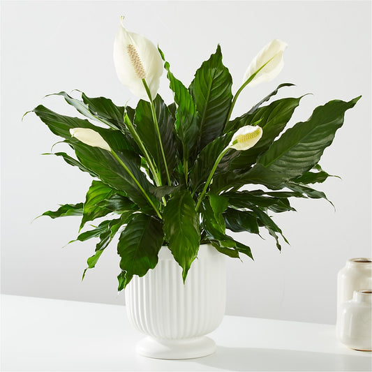 Comfort Planter – YOUNG'S GREENHOUSE & FLOWER SHOP, Fort Wayne IN