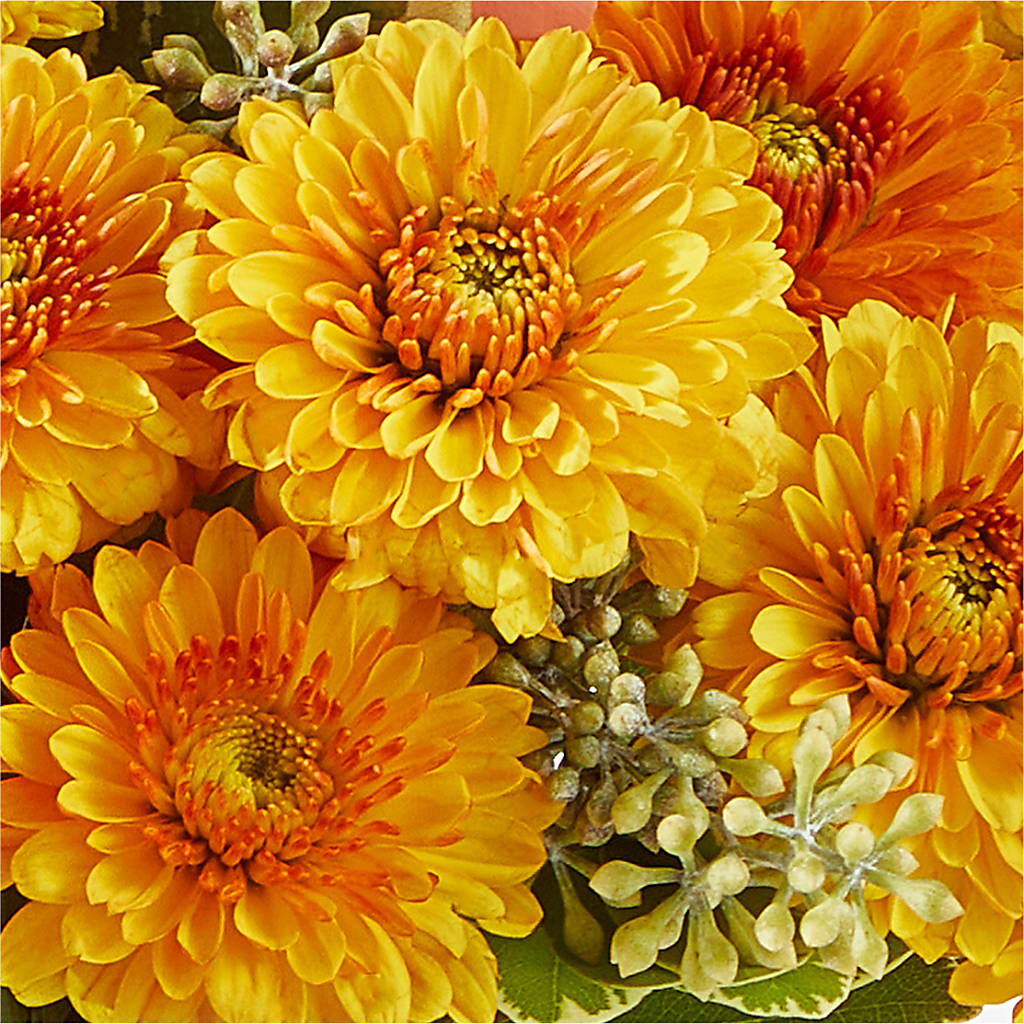 Peachy Pumpkin – YOUNG'S GREENHOUSE & FLOWER SHOP, Fort Wayne IN