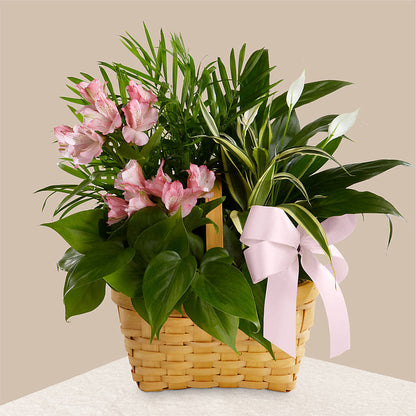 Living Spirit Dishgarden – YOUNG'S GREENHOUSE & FLOWER SHOP, Fort Wayne IN