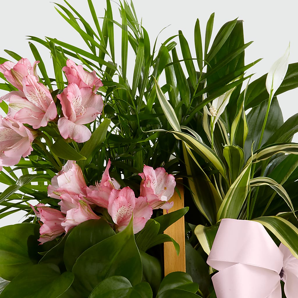 Living Spirit Dishgarden – YOUNG'S GREENHOUSE & FLOWER SHOP, Fort Wayne IN