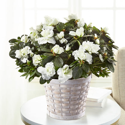 White Azalea Plant – YOUNG'S GREENHOUSE & FLOWER SHOP, Fort Wayne IN