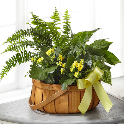 Always Dear Dishgarden – YOUNG'S GREENHOUSE & FLOWER SHOP, Fort Wayne IN