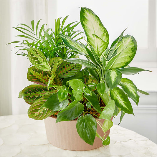 Balance & Harmony Dishgarden – YOUNG'S GREENHOUSE & FLOWER SHOP, Fort Wayne IN