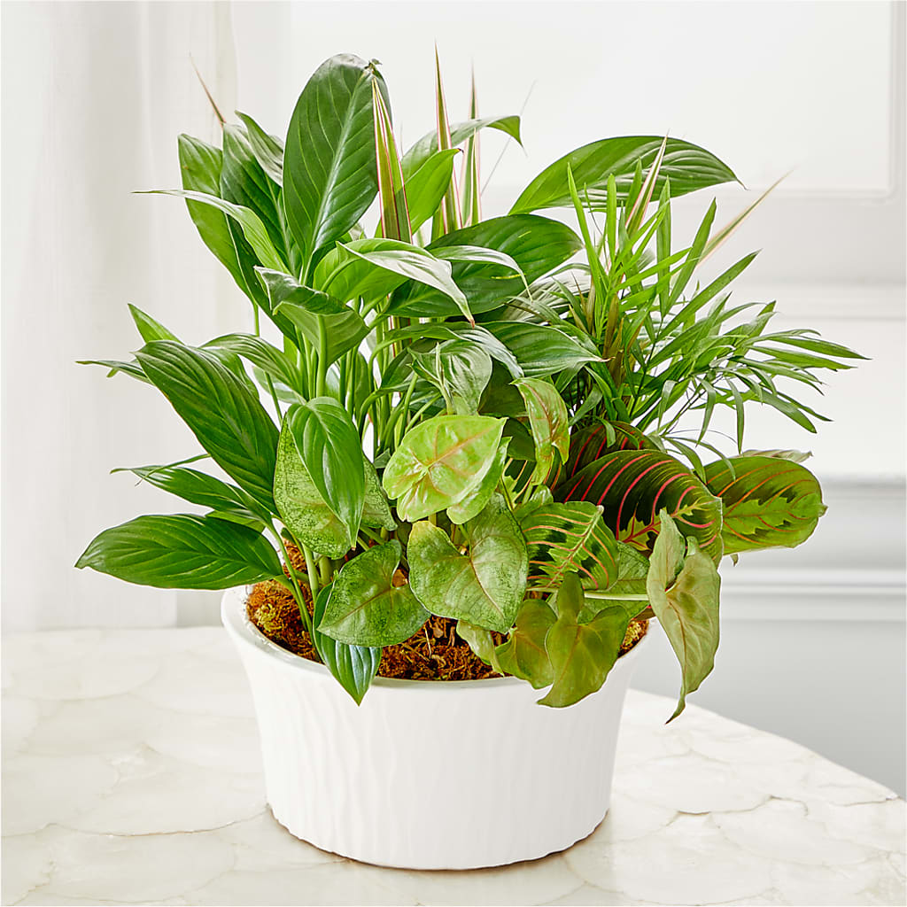 Balance & Harmony Dishgarden – YOUNG'S GREENHOUSE & FLOWER SHOP, Fort Wayne IN