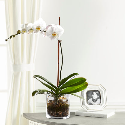 White Orchid Planter – YOUNG'S GREENHOUSE & FLOWER SHOP, Fort Wayne IN